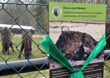 Pobanka – nowa podopieczna Banku Pekao w Białowieskim Parku Narodowym