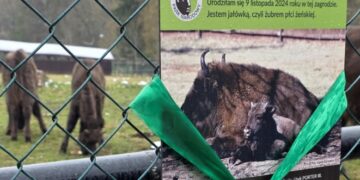 Pobanka – nowa podopieczna Banku Pekao w Białowieskim Parku Narodowym