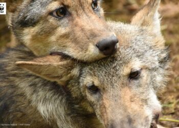 UE chce osłabić ochronę wilka