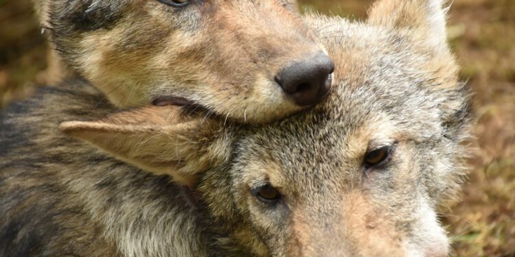 UE chce osłabić ochronę wilka