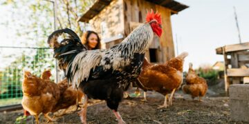 W Polsce co trzecia kura nie jest już hodowana w klatce
