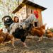 W Polsce co trzecia kura nie jest już hodowana w klatce